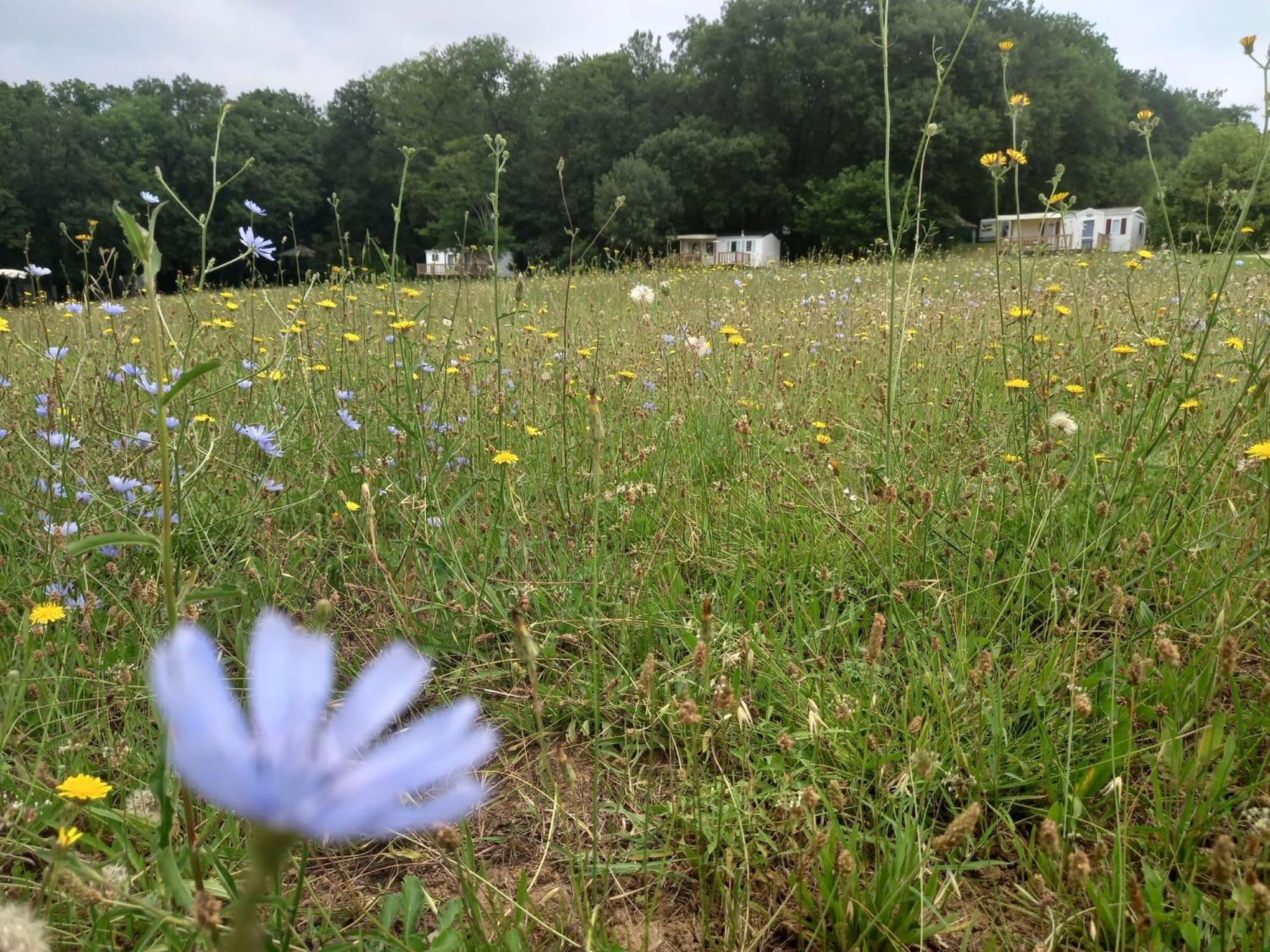 Camping Nature Le Valenty Mobil-Home-Dordogne Panoramique Clim Piscine Soturac Exteriér fotografie